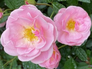 NATHALIE NYPELS (floribunda)